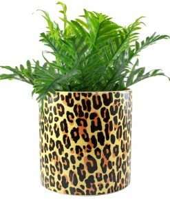SOURPUSS LEOPARD PLANT CONTAINER