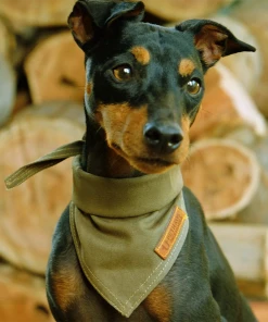 PETHAUS SCOUT DOG BANDANA